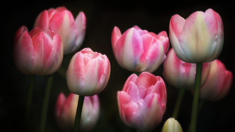 Pink White Tulips | Dark Floral Desktop wallpaper 4K