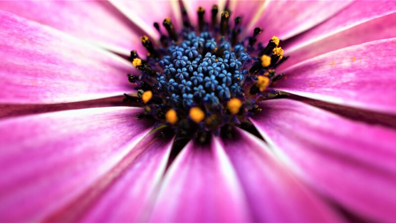 Purple Daisy Core | Floral Detail Desktop wallpaper 4K