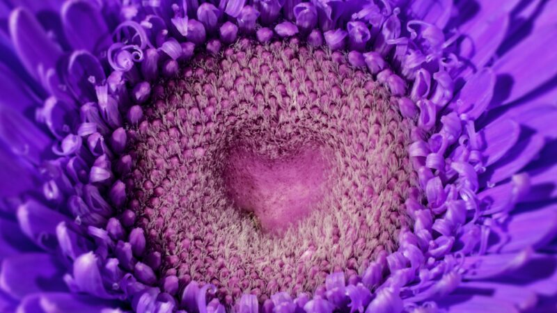Purple Gerbera Bloom | Heart Shaped Center Desktop wallpaper 4K