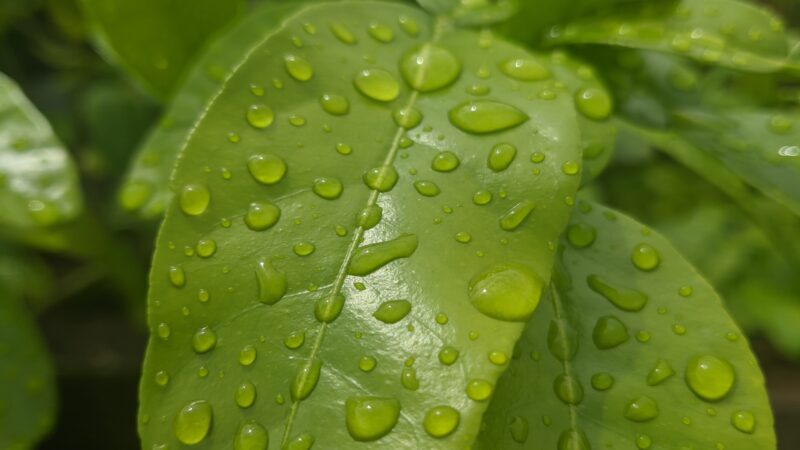 Rain-Soaked Green Leaves Macro Dew Drops iPhone Wallpaper 4K wallpaper 4K