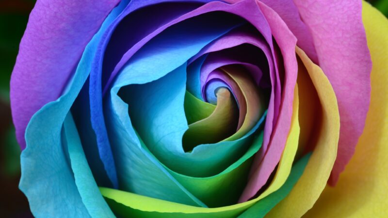 Rainbow Rose Detail | Vibrant Floral Desktop wallpaper 4K