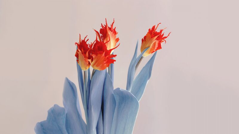 Red & Blue Tulips Desktop | Floral Spring Bloom wallpaper 4K