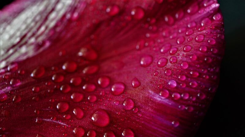 Red Flower Droplets | Delicate Bloom Desktop wallpaper 4K