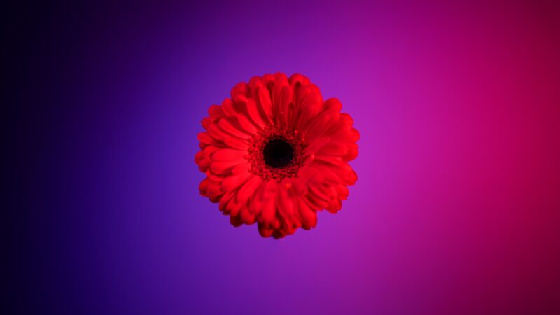 Red Gerbera Flower Desktop | Purple to Pink Gradient wallpaper 4K