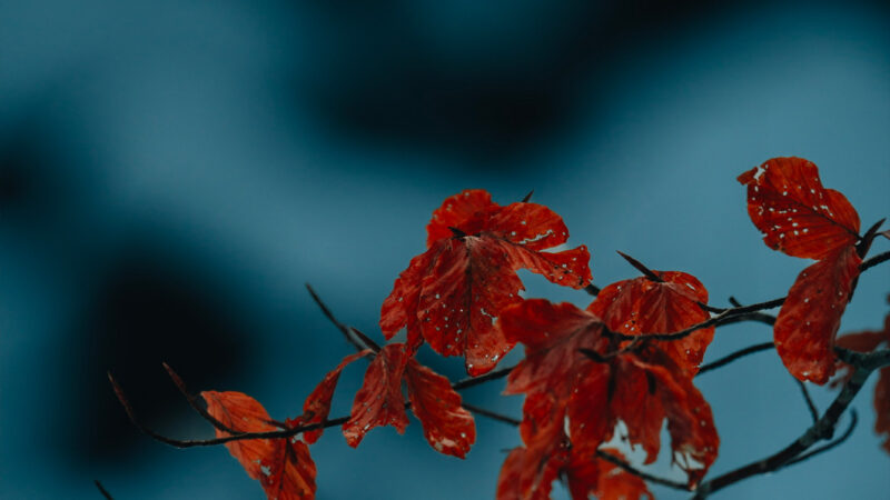 Red Leaves Branch | Autumn iPhone Scene wallpaper 4K
