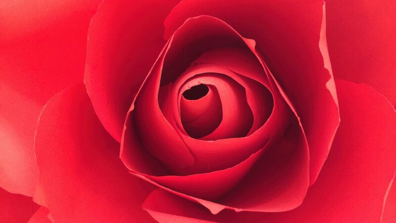 Red Rose Spiral | Blooming Floral Desktop wallpaper 4K