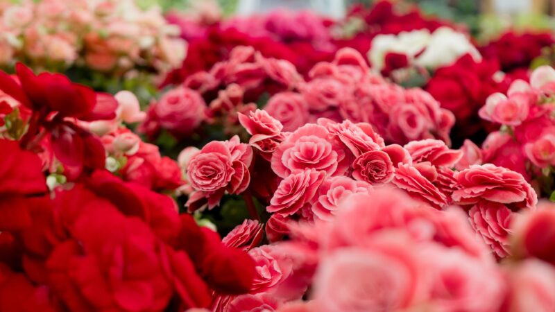 Red Roses Bloom | Delicate Flower Desktop wallpaper 4K