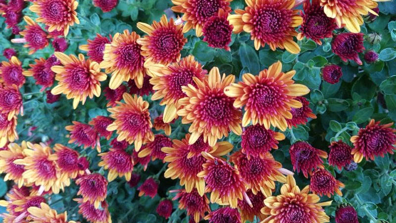 Red Yellow Chrysanthemums | Floral Burst Desktop wallpaper 4K