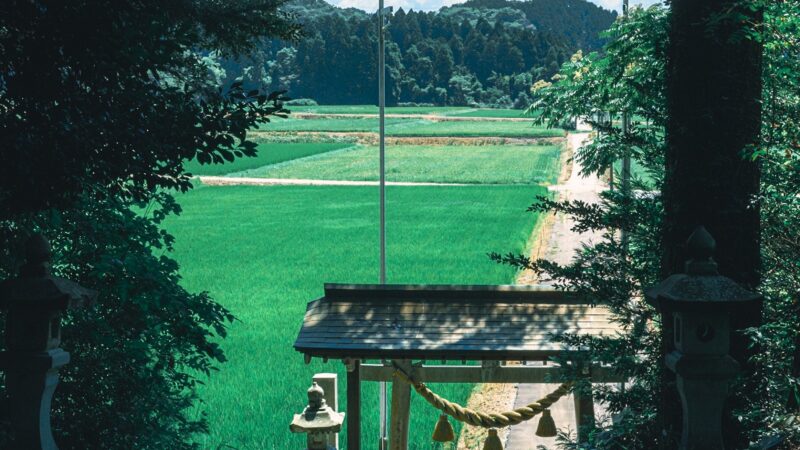 Rice Fields Shrine | Serene Asian Gateway iPhone wallpaper 4K