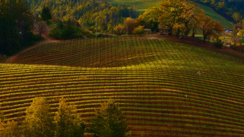 Rolling Hills Vineyard iPhone | Golden Mist Landscape wallpaper 4K