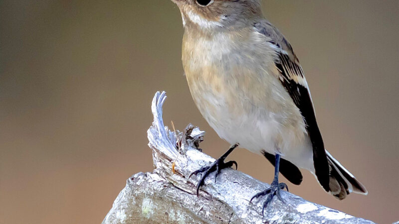 Small Bird on Branch | Peaceful iPhone Nature wallpaper 4K