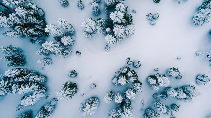 Snowy Evergreen Forest | Winter iPhone View wallpaper 4K