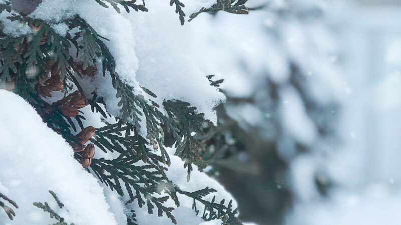 Snowy Evergreen Branches iPhone | Winter Forest Scene wallpaper 4K