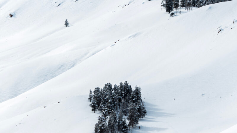Evergreen Snowy Hillside | Winter iPhone Scene wallpaper 4K