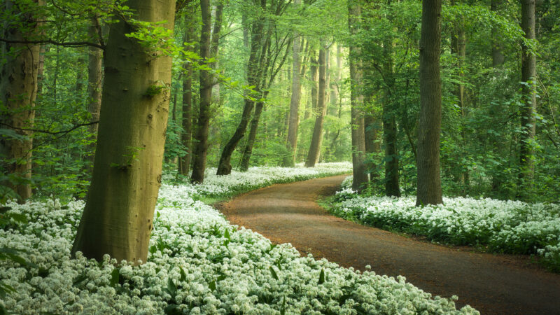 Spring Forest Path Carpeted in White Blossoms wallpaper 4K