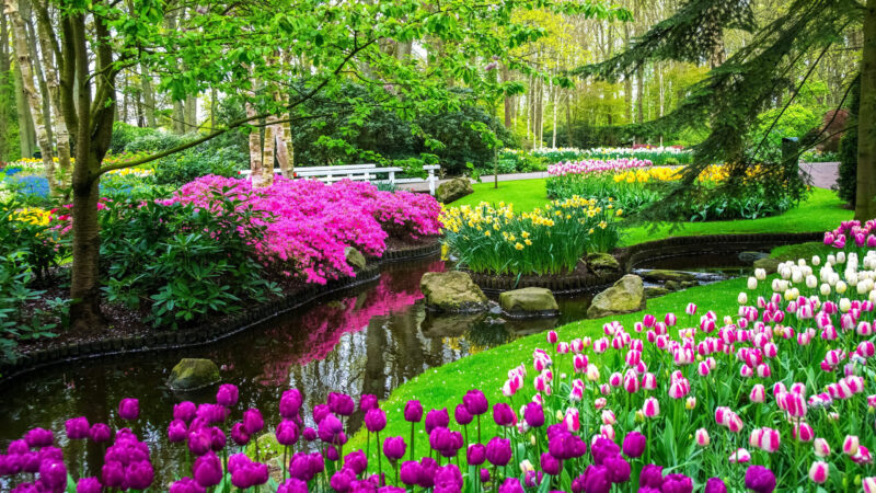 Spring Tulip Garden Stream Dutch Desktop Wallpaper 4K wallpaper 4K