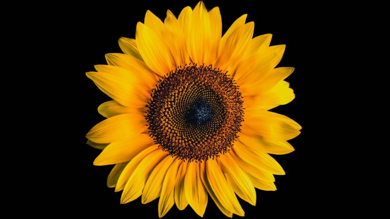 Sunflower Black Background Desktop | Vibrant Yellow Bloom wallpaper 4K