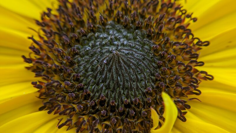 Sunflower Detail iPhone | Yellow Petal Close-Up wallpaper 4K