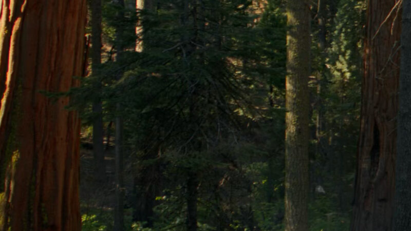 Forest Sunlight iPhone | Evergreen Woodland Scene wallpaper 4K