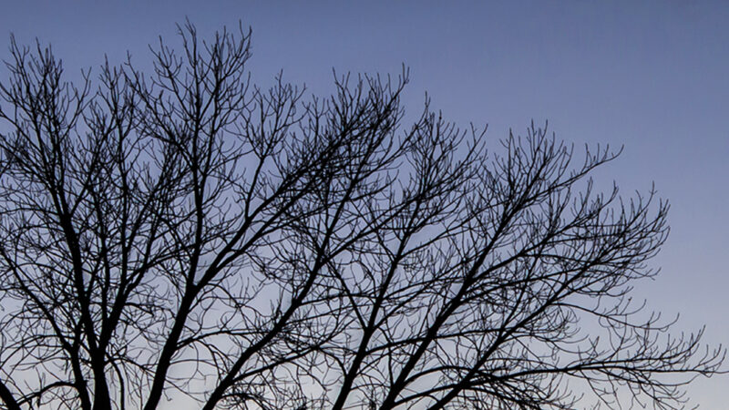 Sunset Tree Silhouette iPhone | Warm Orange Blue Sky wallpaper 4K