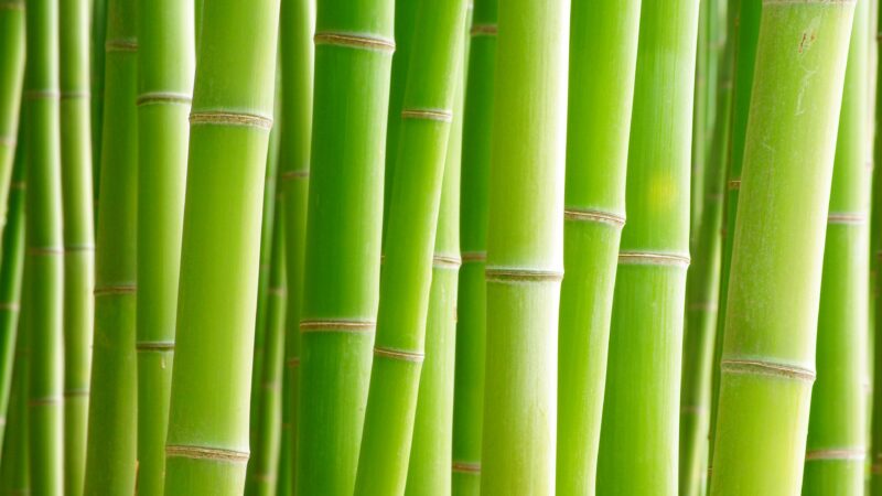 Towering Bamboo Grove Bathed in Green wallpaper 4K