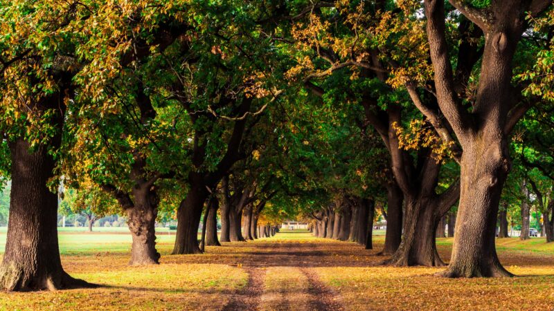 Tree Lined Path | Golden Forest iPhone wallpaper 4K
