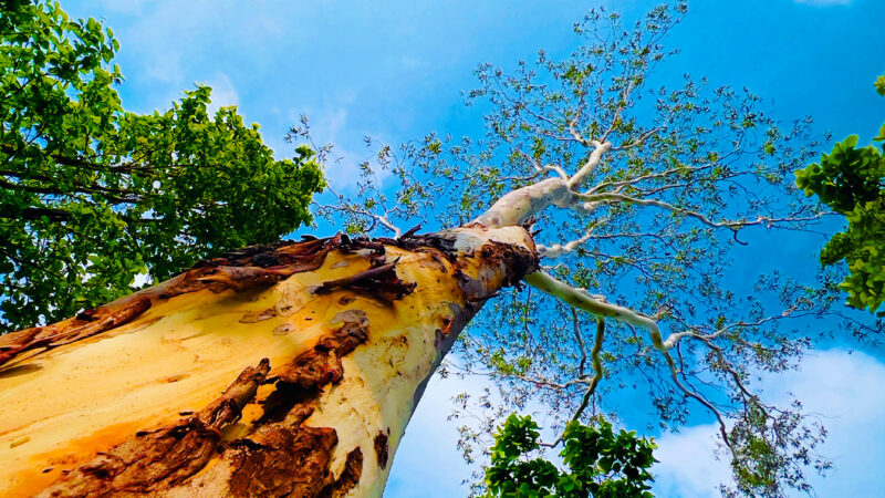 Blue Sky Tree Trunk | iPhone Nature View wallpaper 4K