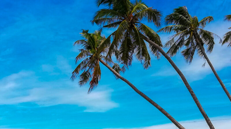 Tropical Beach Palm Trees iPhone | Turquoise Water Scene wallpaper 4K