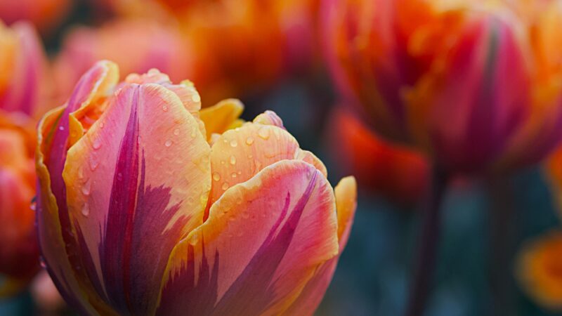 Tulip Blooms | Orange Pink Desktop wallpaper 4K