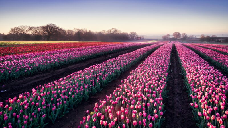 Tulip Fields Linear Rows | Spring Floral Desktop wallpaper 4K