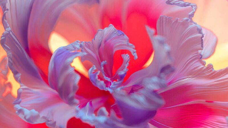 Tulip Petal Detail | Pink Red Purple Bloom Desktop wallpaper 4K