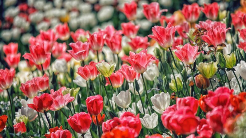 Tulips Field Close Up | Vibrant Spring Bloom Desktop wallpaper 4K