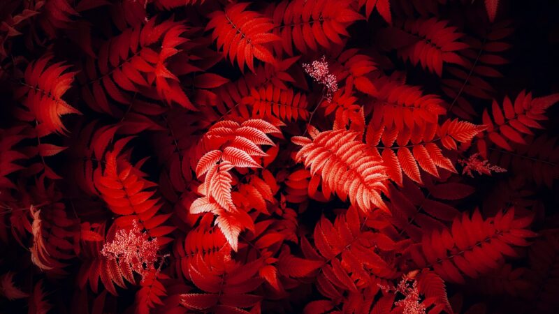 Vivid Red Autumn Leaves in Closeup wallpaper 4K