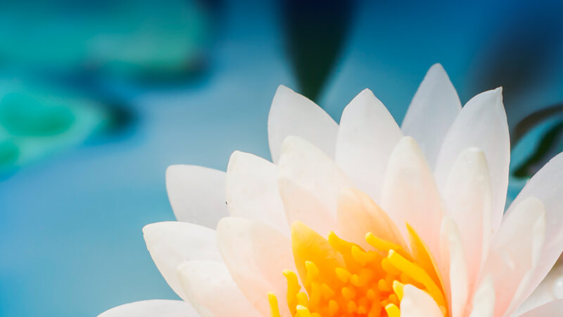 Water Lily Close Up iPhone | Pale Pink Floral Bloom wallpaper 4K