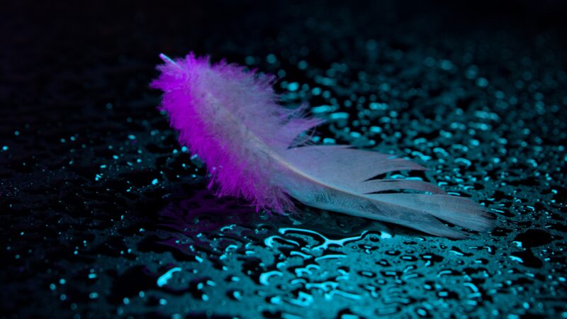 Wet Pavement Feather Desktop | Magenta Teal Reflections wallpaper 4K