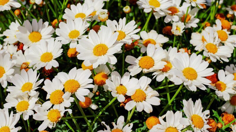 White Daisies Field | Summer Meadow Desktop wallpaper 4K