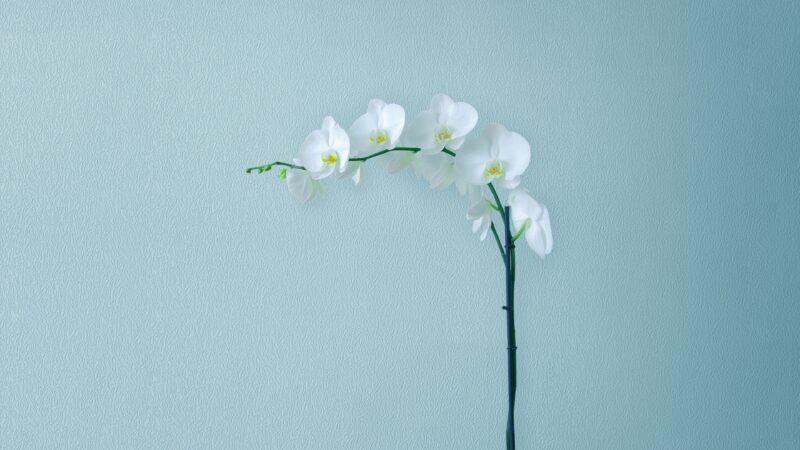 White Orchid Stem | Delicate Floral Desktop wallpaper 4K