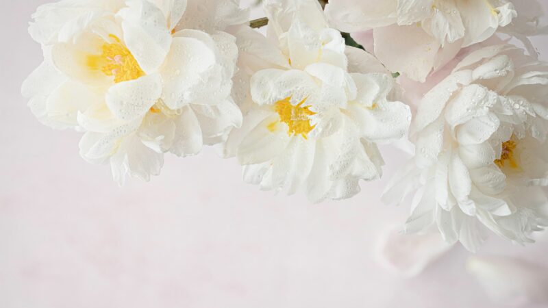 White Peonies Bloom | Soft Light Desktop wallpaper 4K