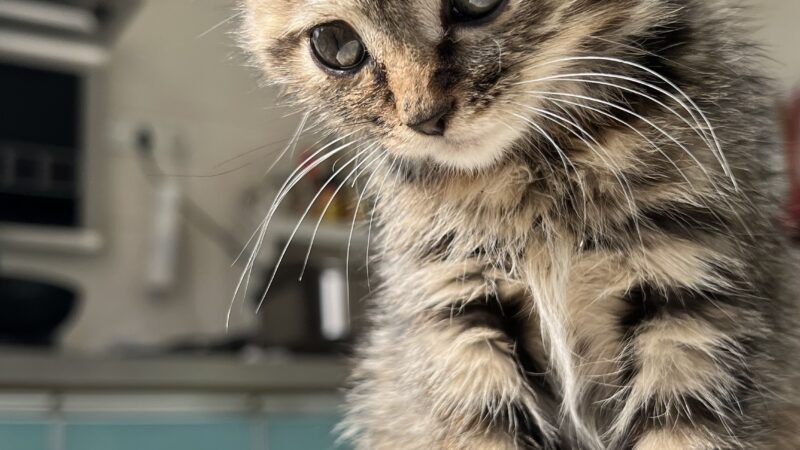 Cute Kitten Phone Wallpaper 4K wallpaper 4K