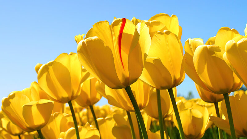 Yellow Tulips Field | Red Stripe Floral Desktop wallpaper 4K