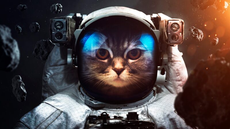 Astronaut Cat Portrait | Space Explorer Desktop wallpaper 4K