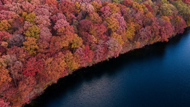 Autumn Forest Lakeside | Vibrant Fall Colors Desktop wallpaper 4K