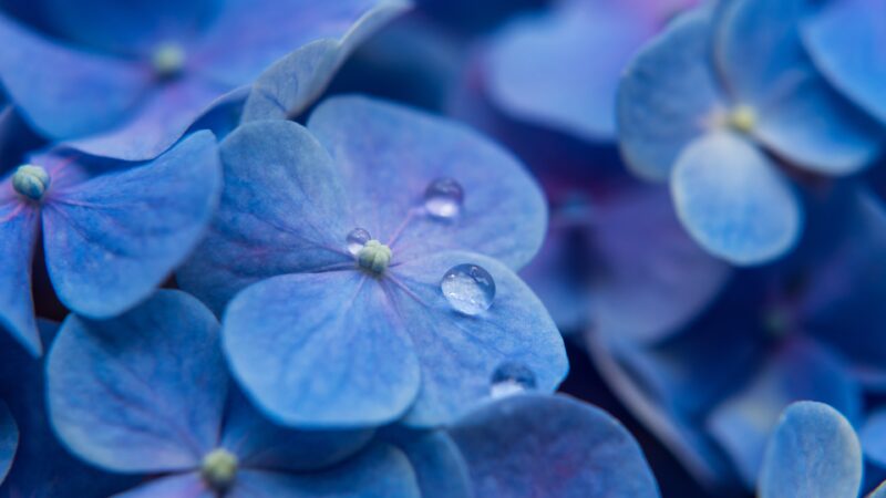 Blue Hydrangea Close-Up | Water Droplet Desktop wallpaper 4K
