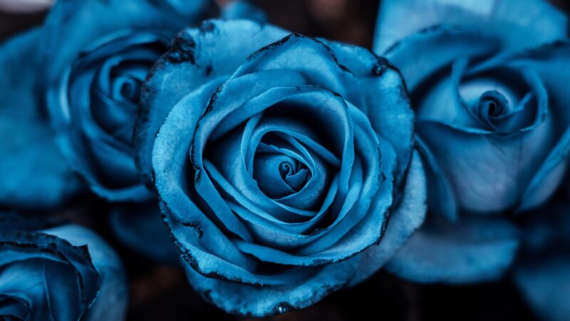 Blue Roses Macro | Vibrant Floral Desktop wallpaper 4K