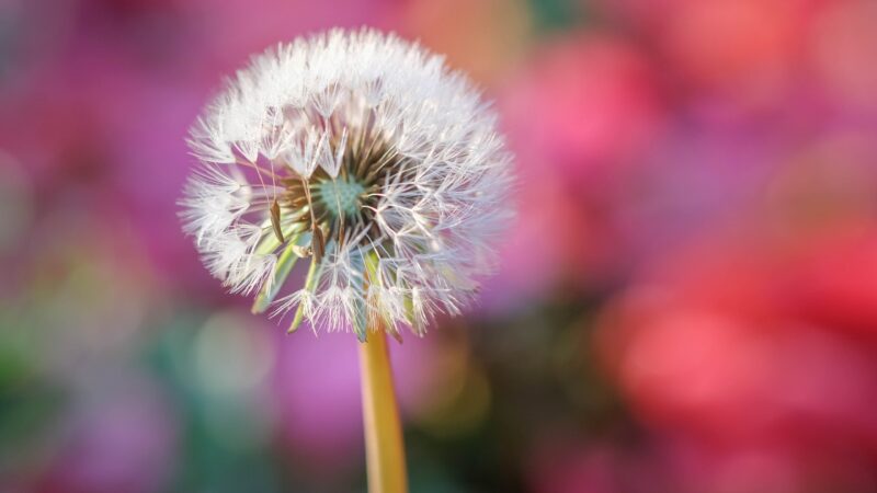 Dandelion Seed Head | Delicate Bloom Desktop wallpaper 4K