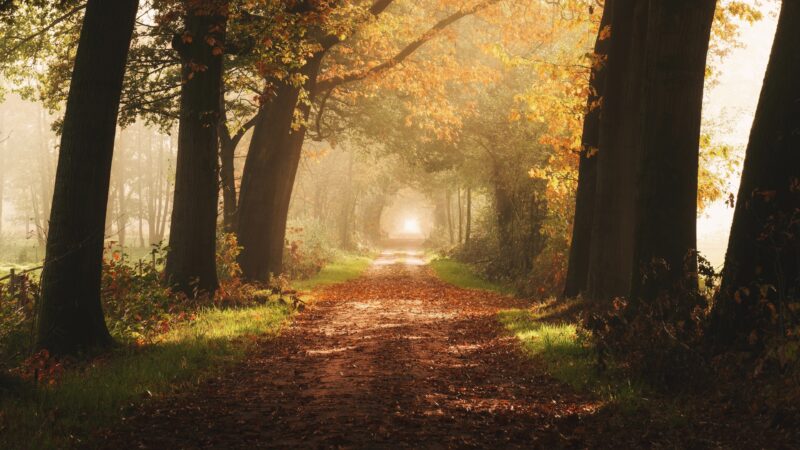 Autumn Forest Path | Golden Light Desktop wallpaper 4K