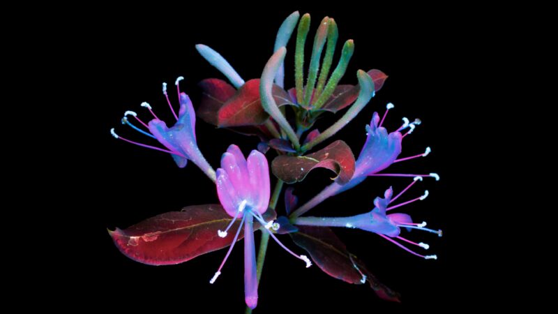 Honeysuckle Bloom Desktop | Glowing Floral Light wallpaper 4K