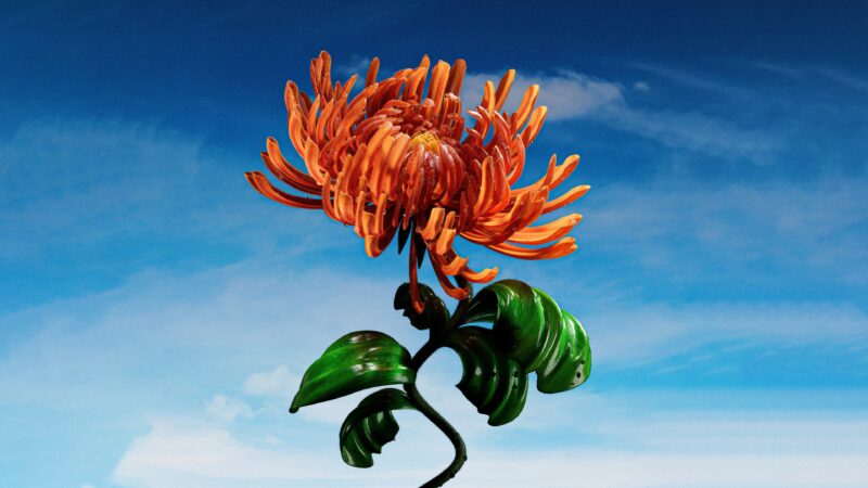 Orange Chrysanthemum | Blue Sky Floral Desktop wallpaper 4K