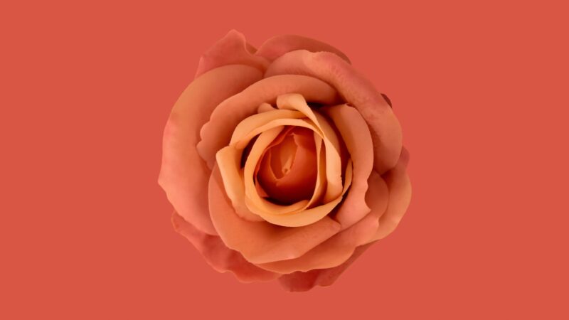Peach Rose Top View Desktop | Coral Floral Design wallpaper 4K