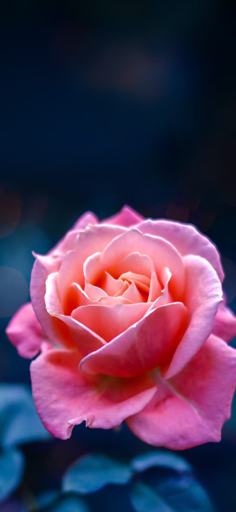Pink Rose iPhone | Delicate Floral Beauty wallpaper 4K